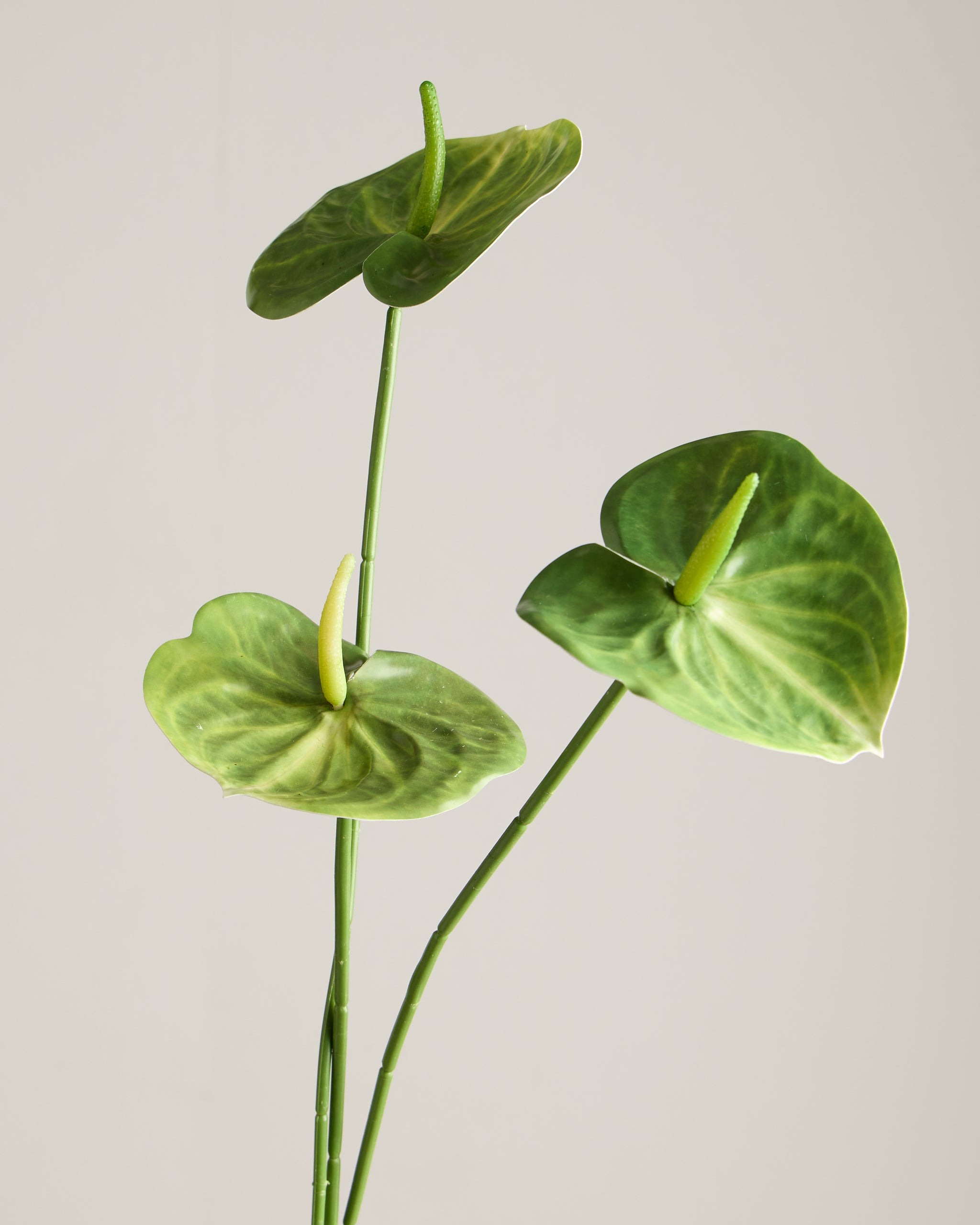 ANTHURIUM IN GREEN