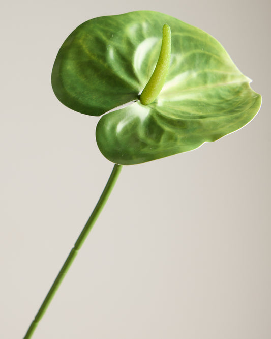 ANTHURIUM IN GREEN