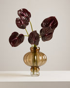 ANTHURIUM IN MERLOT