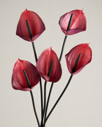 ANTHURIUM IN HOT PINK