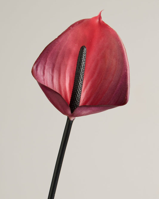 XL ANTHURIUM IN HOT PINK