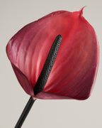 ANTHURIUM IN HOT PINK
