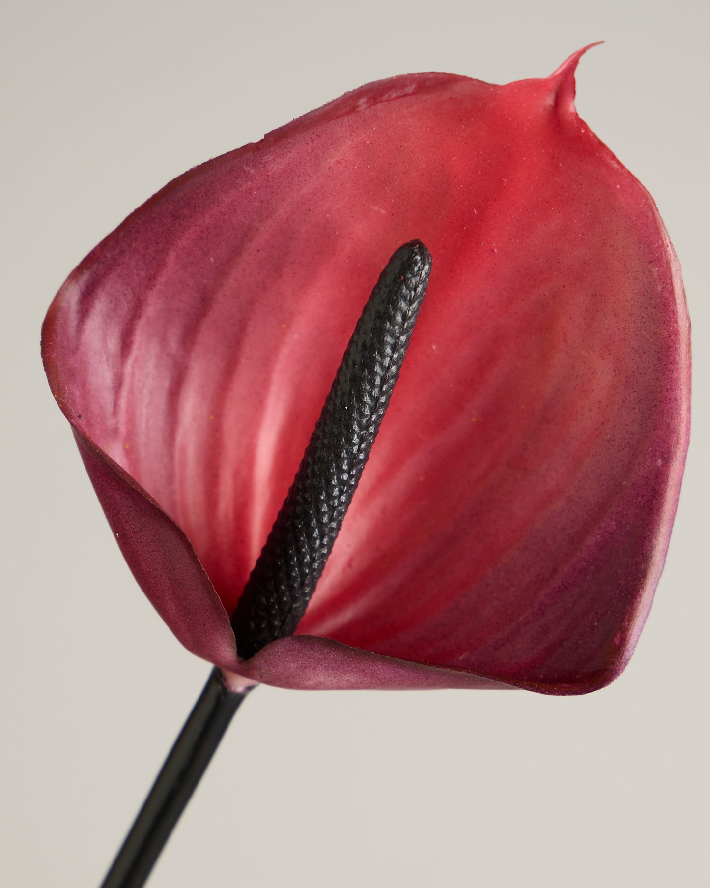 XL ANTHURIUM IN HOT PINK