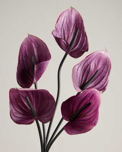 XL ANTHURIUM IN VIOLET