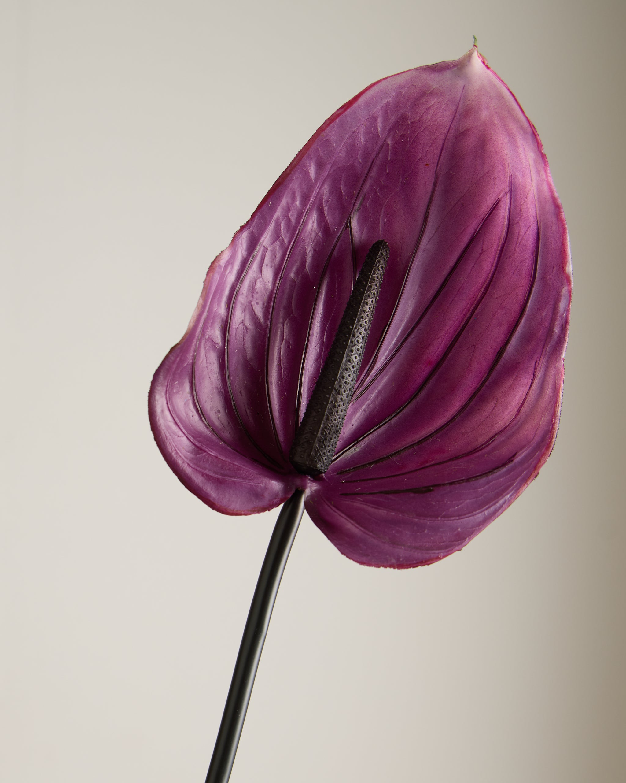 ANTHURIUM IN VIOLET (EXTRA LARGE)