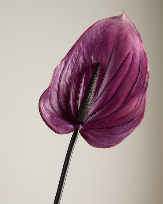 XL ANTHURIUM IN VIOLET