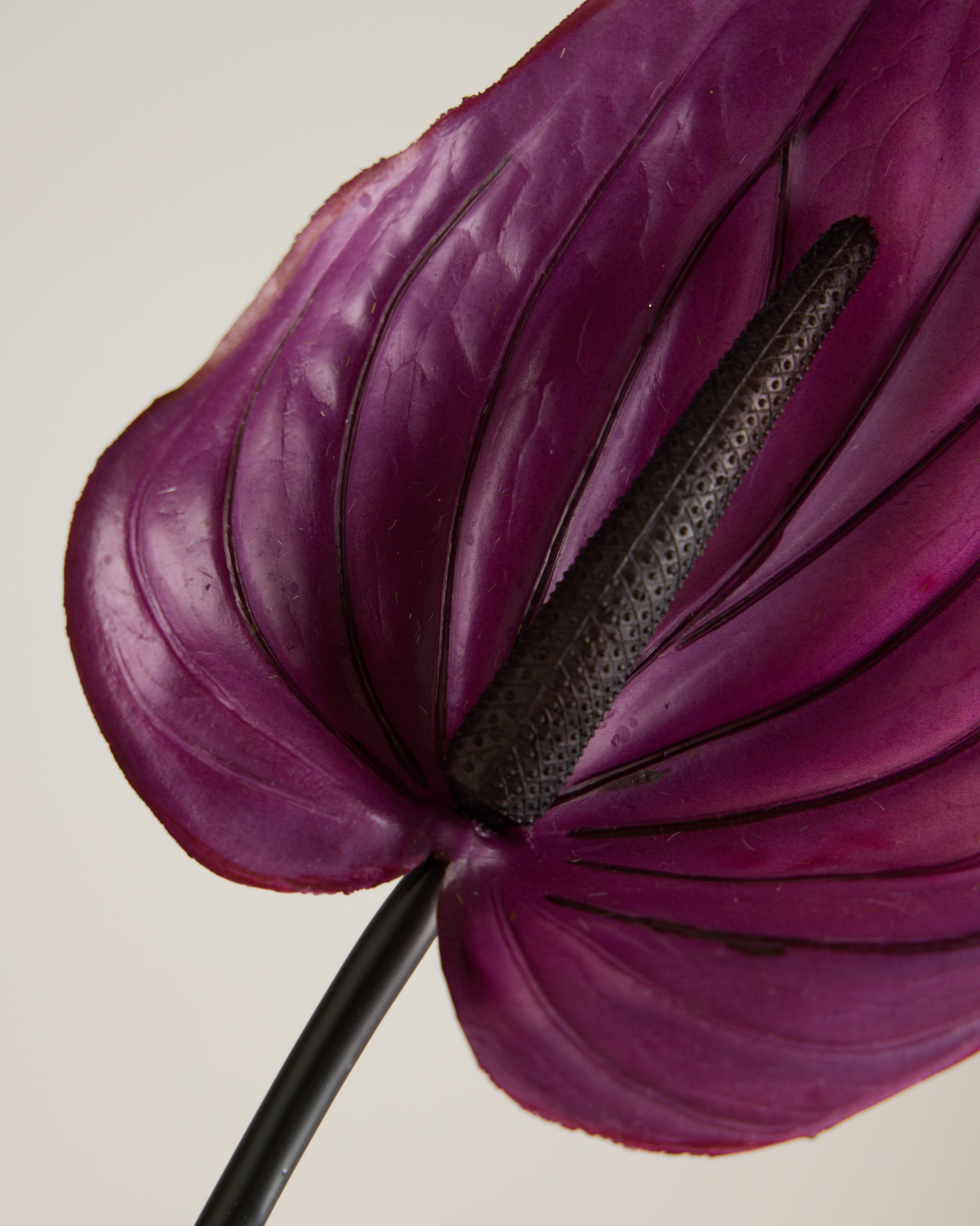 ANTHURIUM IN VIOLET (EXTRA LARGE)