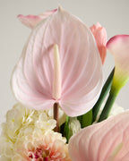ANTHURIUM IN BABY PINK (EXTRA LARGE)