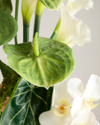 BOTANICA