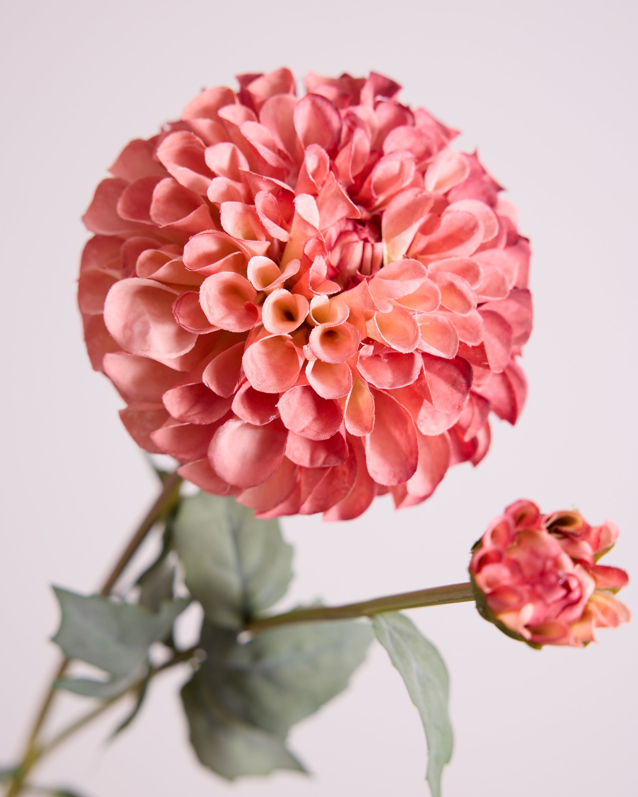 DAHLIA IN BLUSH (XL HEAD)