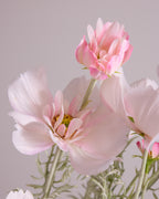 COSMOS IN BLUSH
