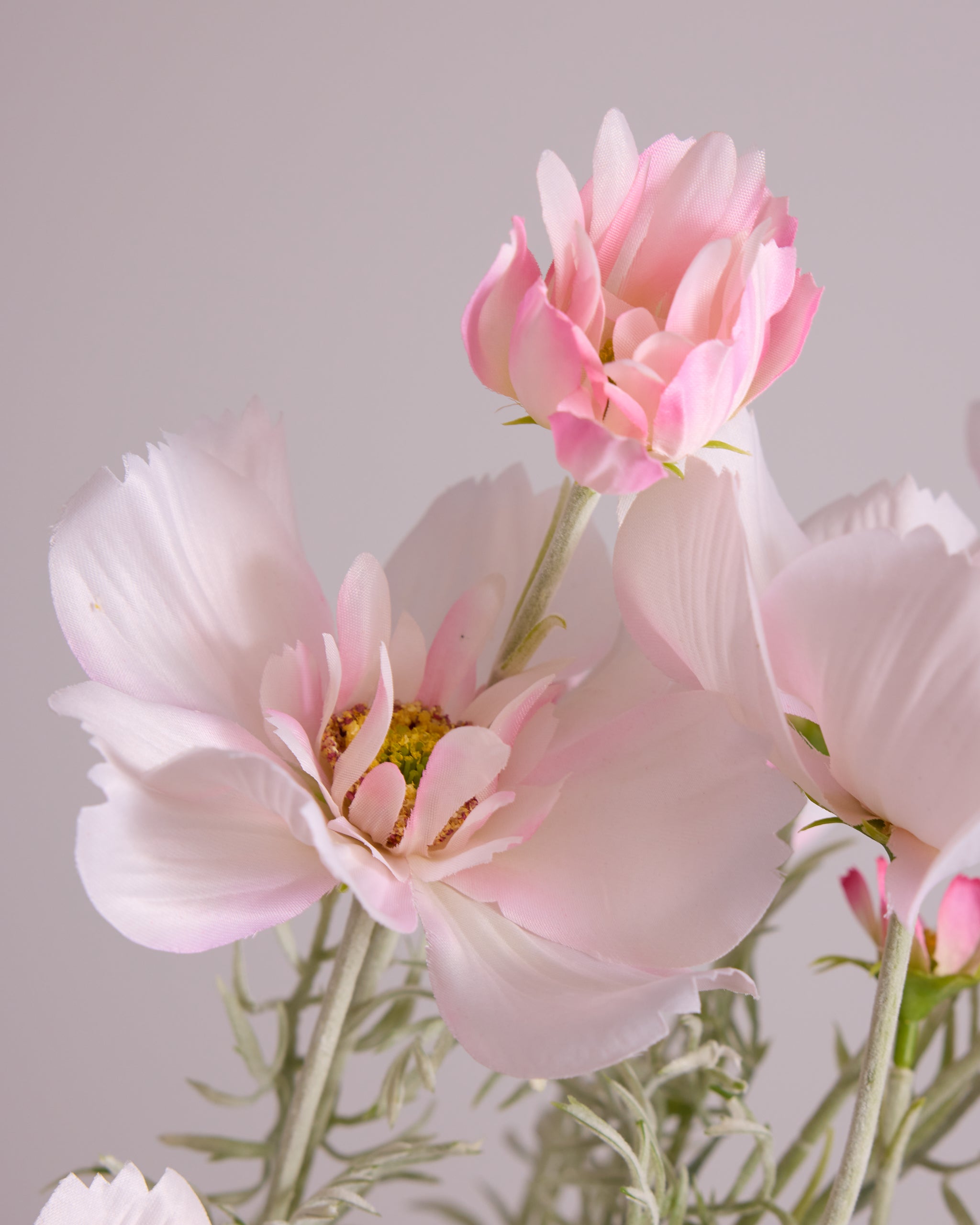 COSMOS IN BLUSH