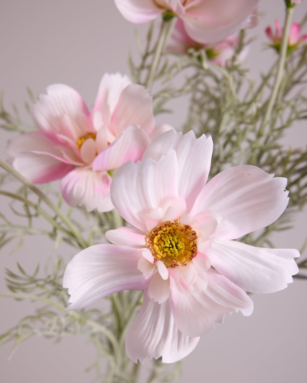 COSMOS IN BLUSH
