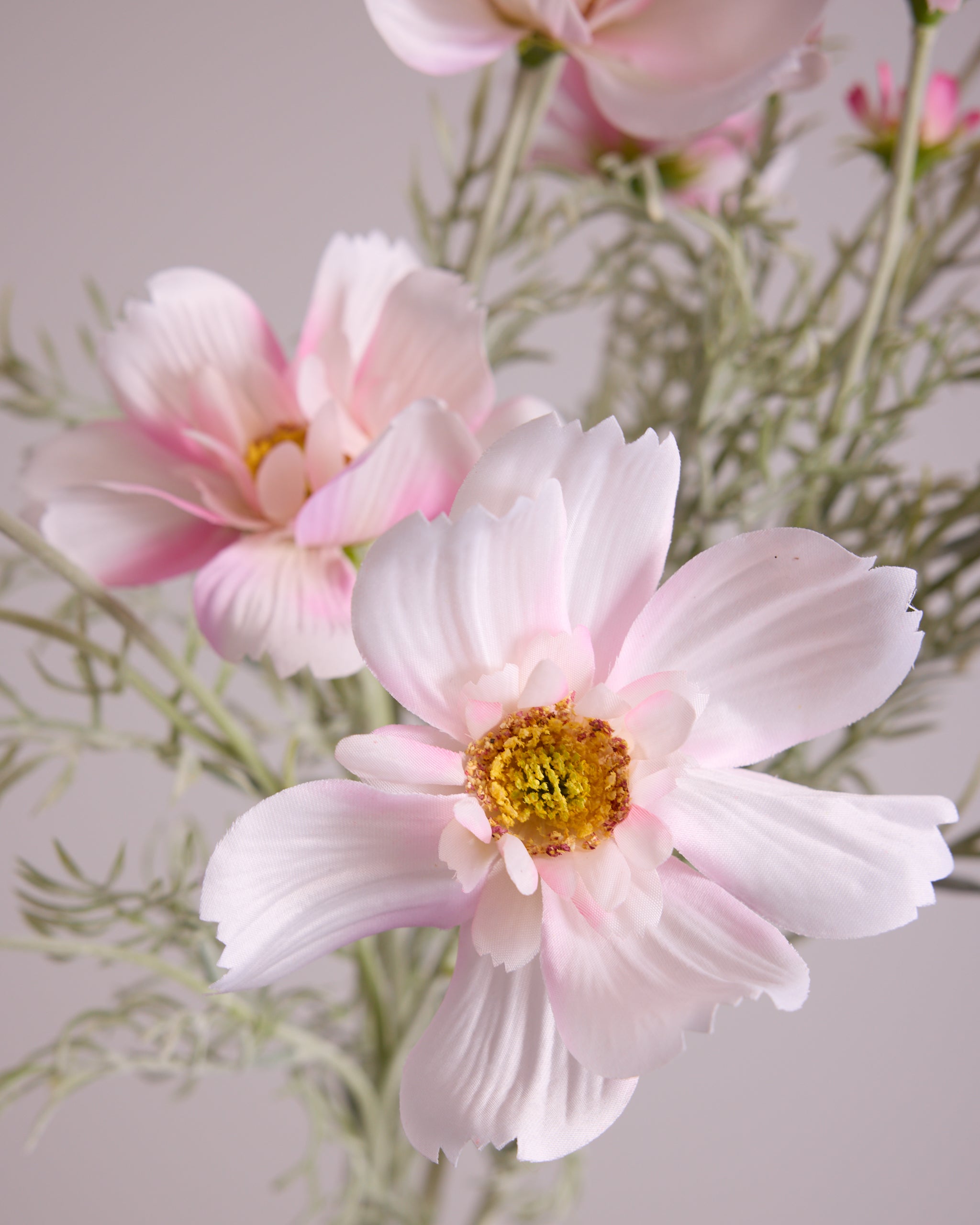 COSMOS IN BLUSH