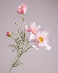 COSMOS IN BLUSH