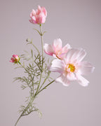 COSMOS IN BLUSH