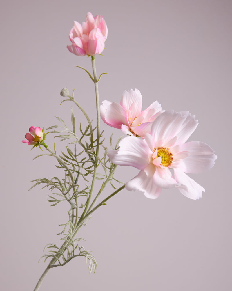 COSMOS IN BLUSH