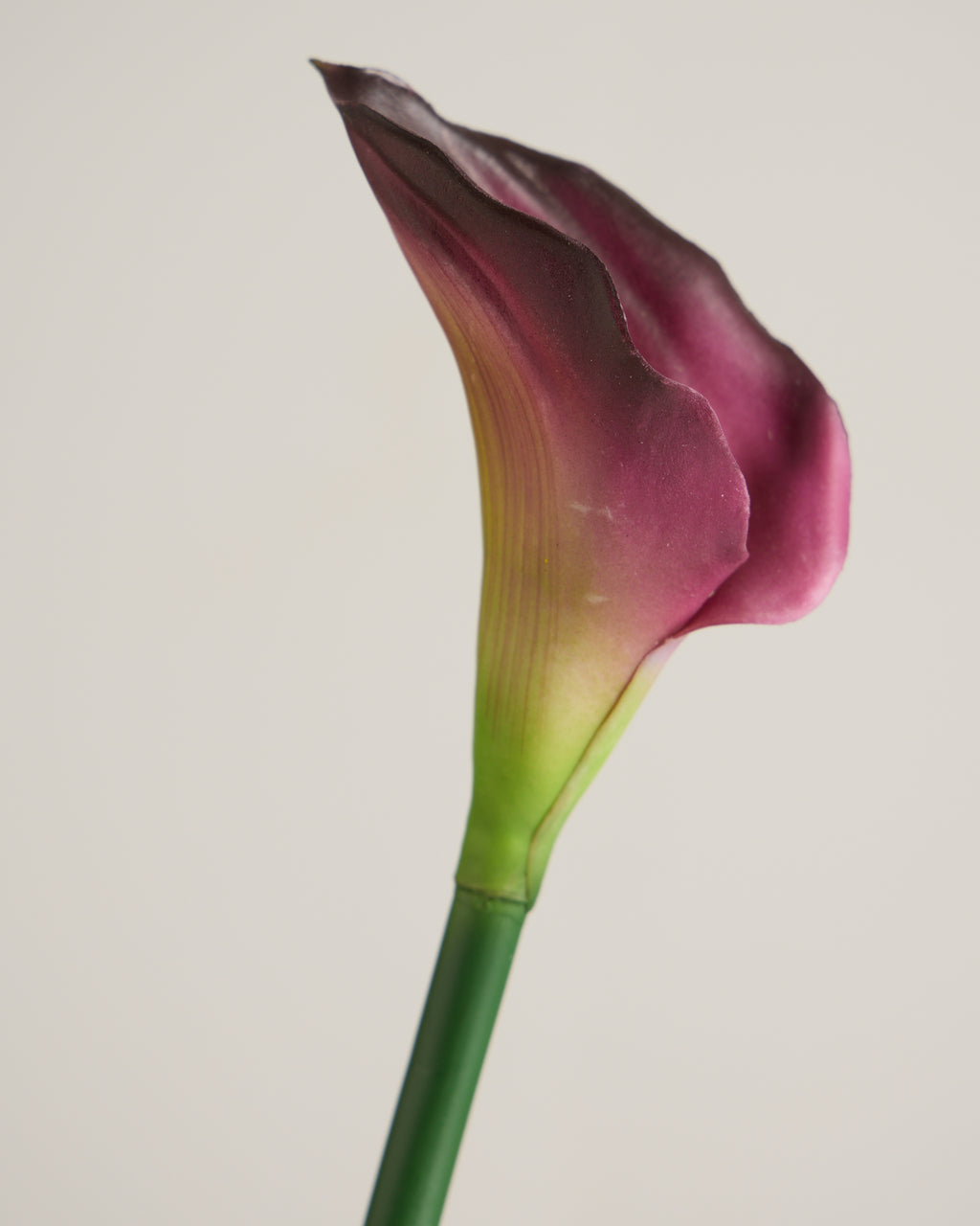 CALLA LILY IN PLUM (EXTRA LARGE)