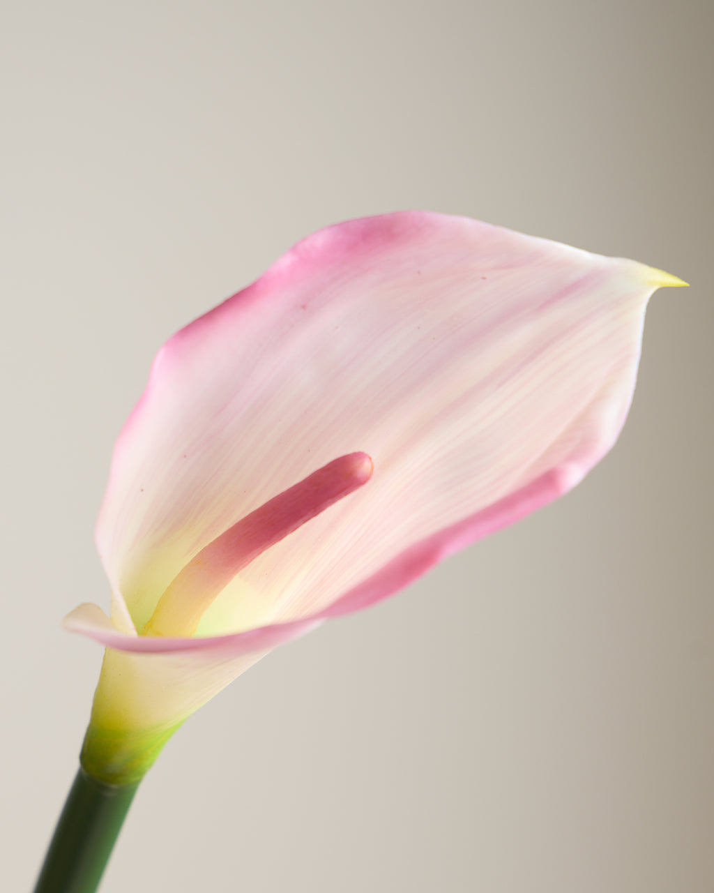CALLA LILY IN DUSTY PINK (EXTRA LARGE)