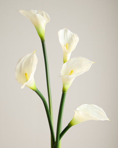 XL CALLA LILY IN WHITE