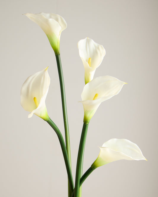 XL CALLA LILY IN WHITE