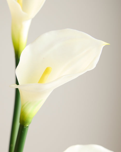 CALLA LILY IN WHITE (EXTRA LARGE)
