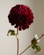 DAHLIA IN MAUVE (XL HEAD)
