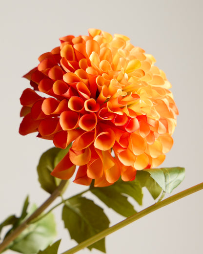 XL DAHLIA IN ORANGE