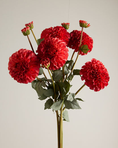 XL DAHLIA IN RED