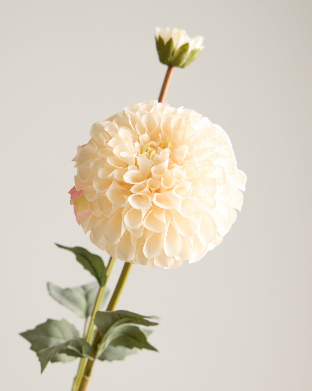 DAHLIA IN CREAM WITH PINK (XL HEAD)