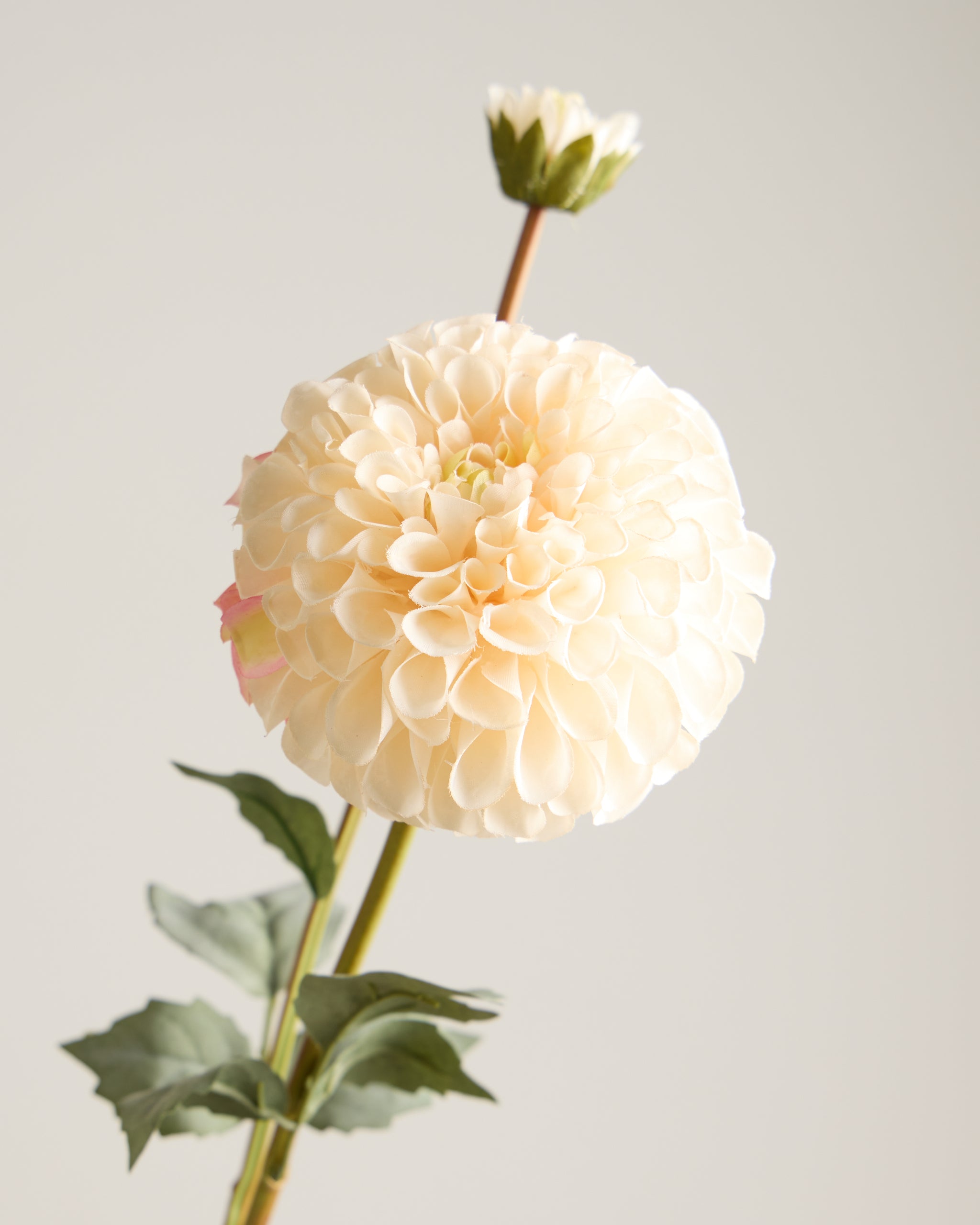 DAHLIA IN CREAM WITH PINK (XL HEAD)