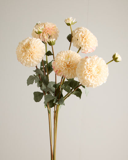 XL DAHLIA IN CREAM WITH PINK