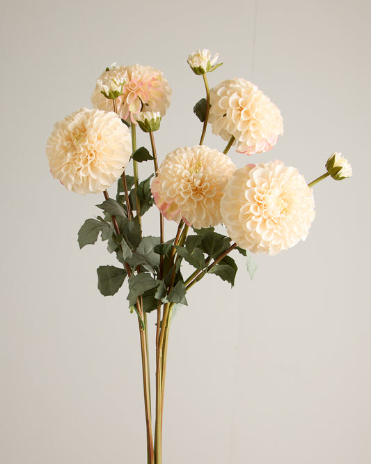 XL DAHLIA IN CREAM WITH PINK