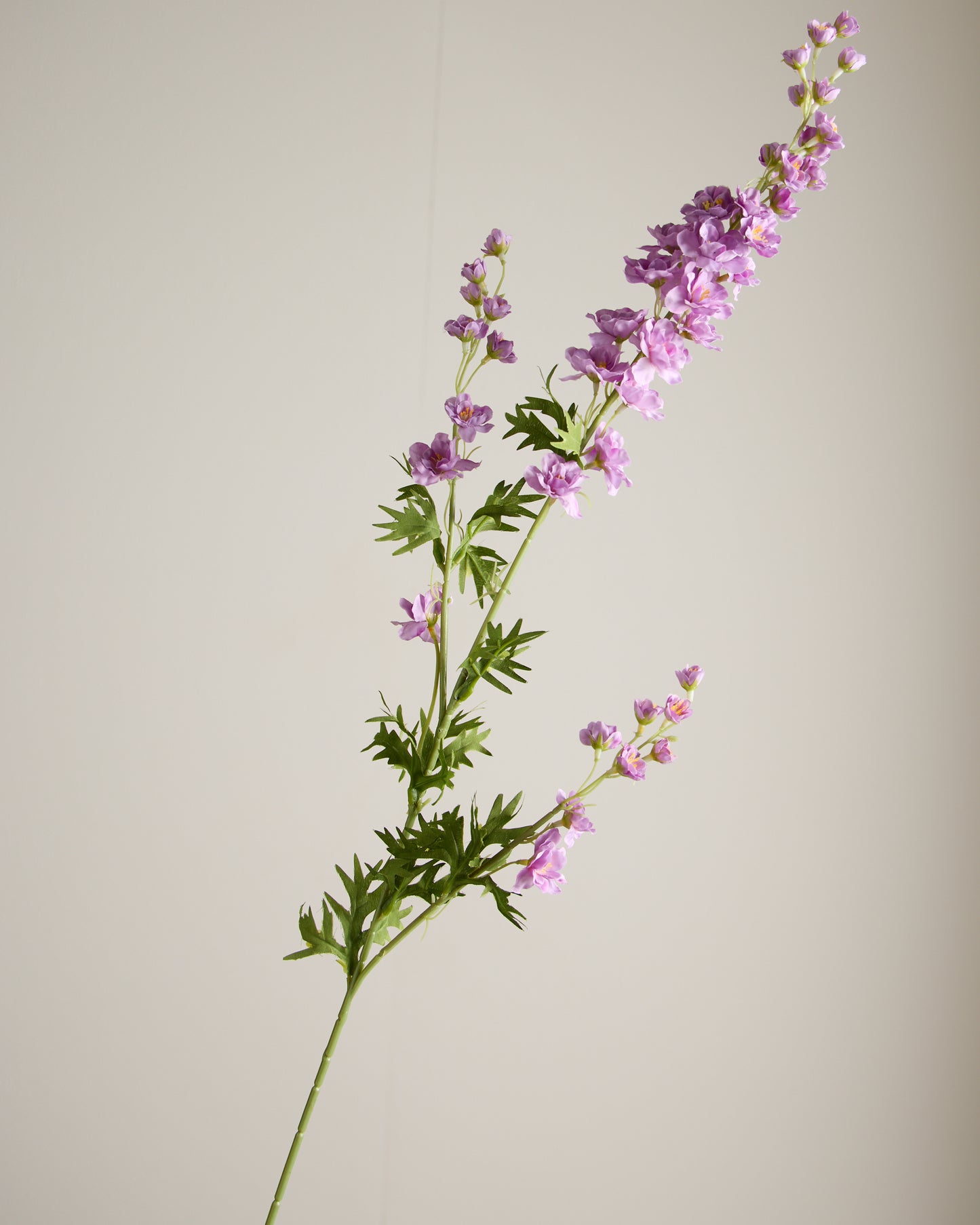 DELPHINIUM IN PURPLE