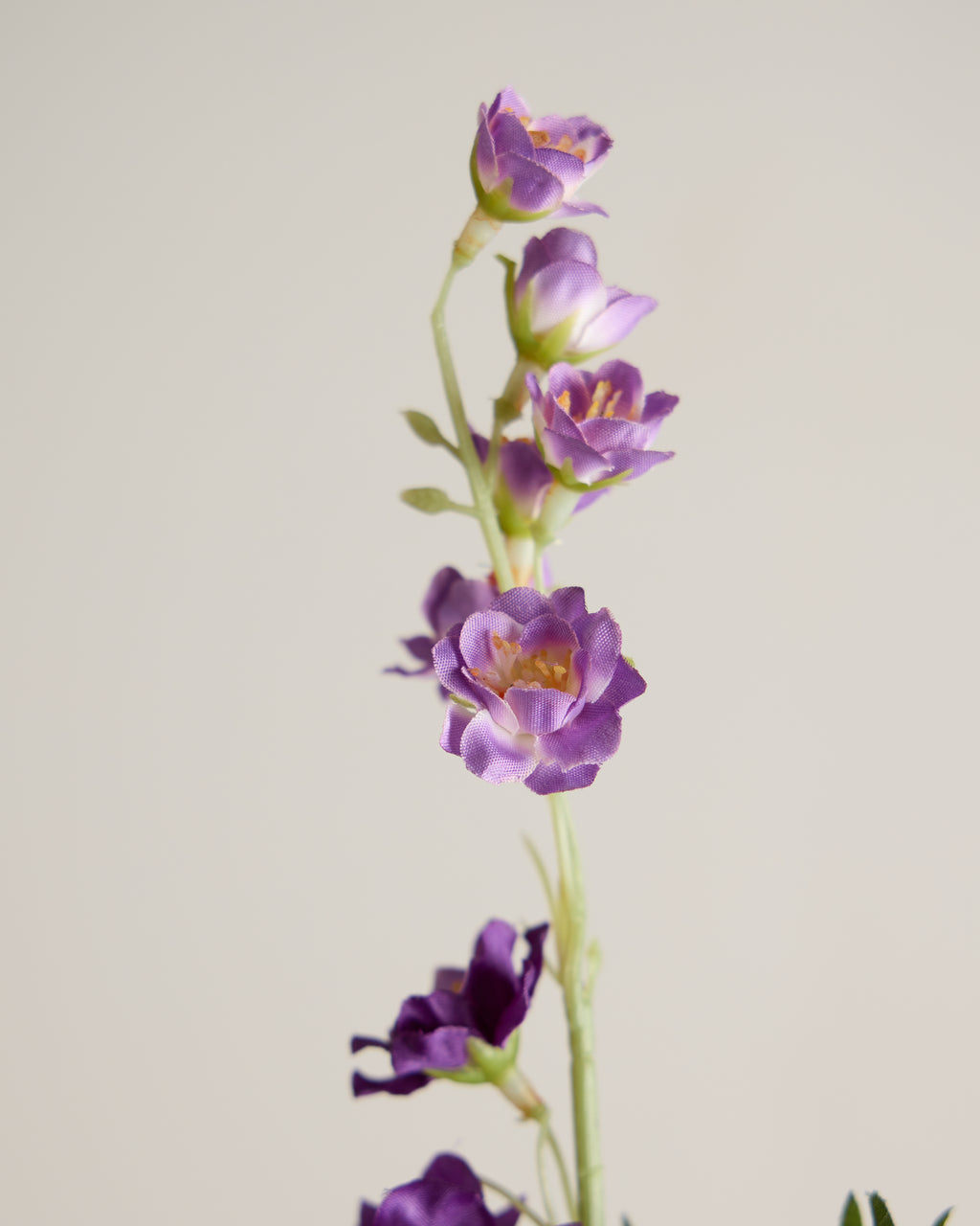 DELPHINIUM IN VIOLET
