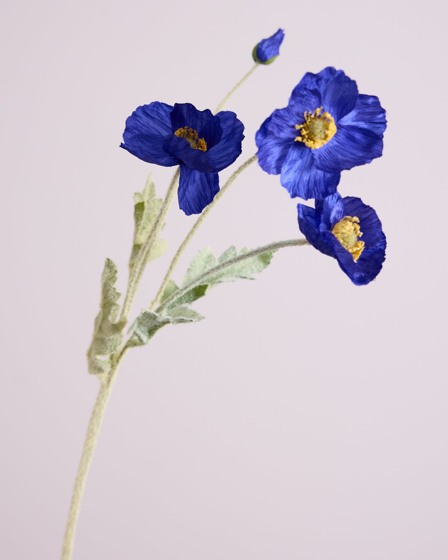 SILK POPPY IN DARK BLUE