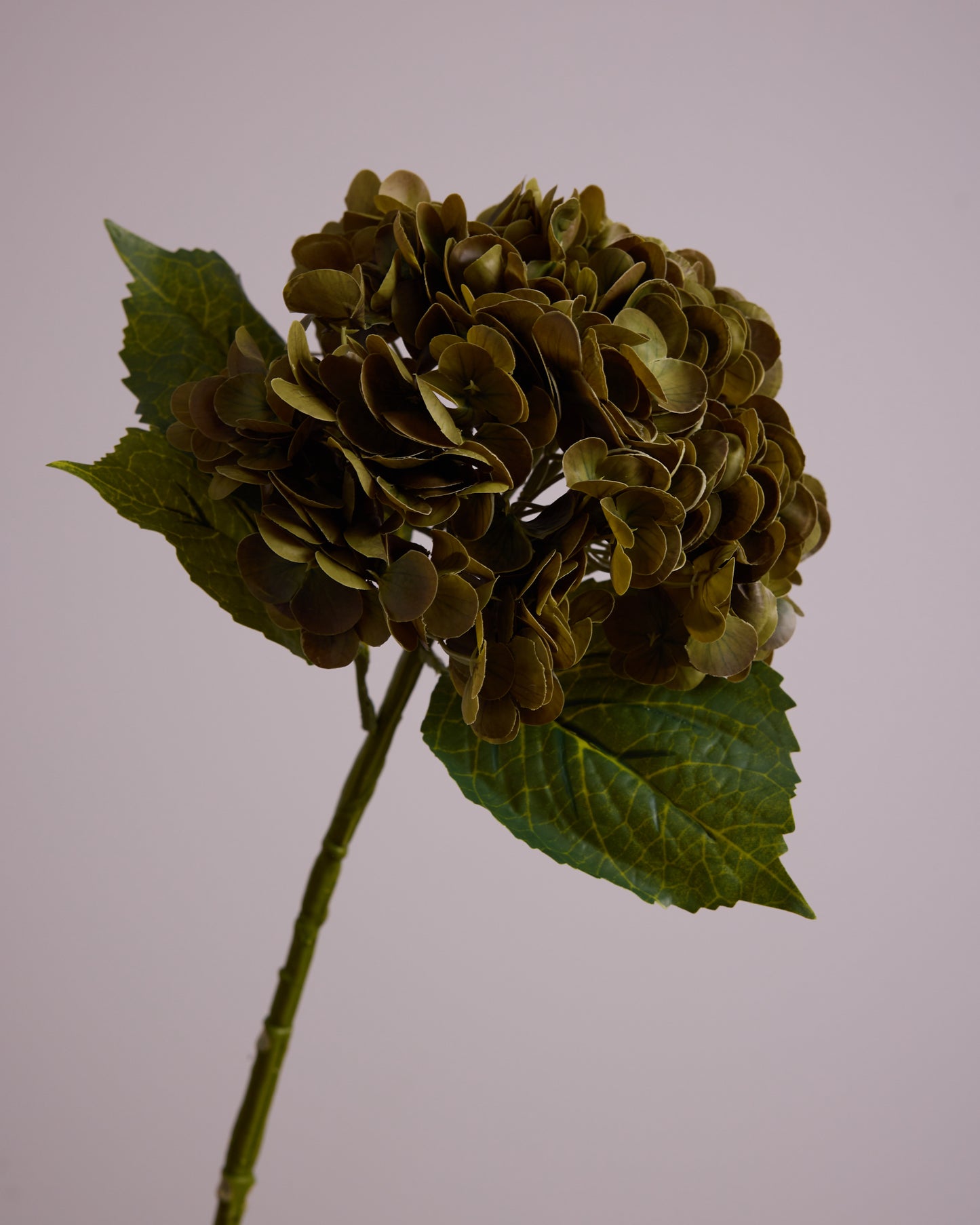 DARK GREEN HYDRANGEA