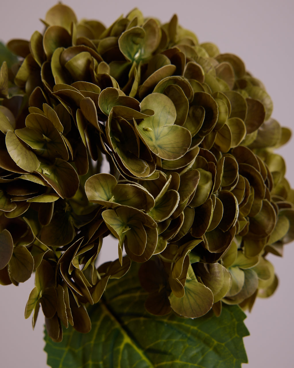 HYDRANGEA IN DARK GREEN
