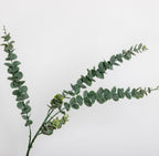 LUXURY REAL TOUCH EUCALYPTUS