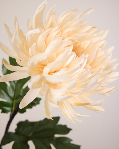 CHRYSANTHEMUM IN CREAM