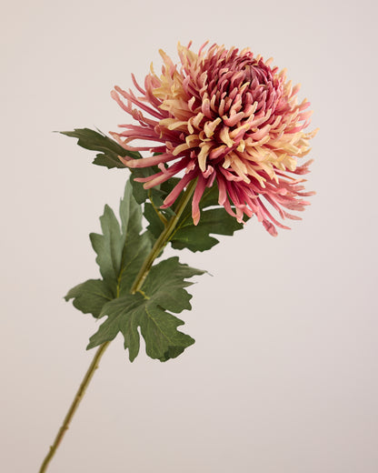 DUSTY PURPLE CHRYSANTHEMUM
