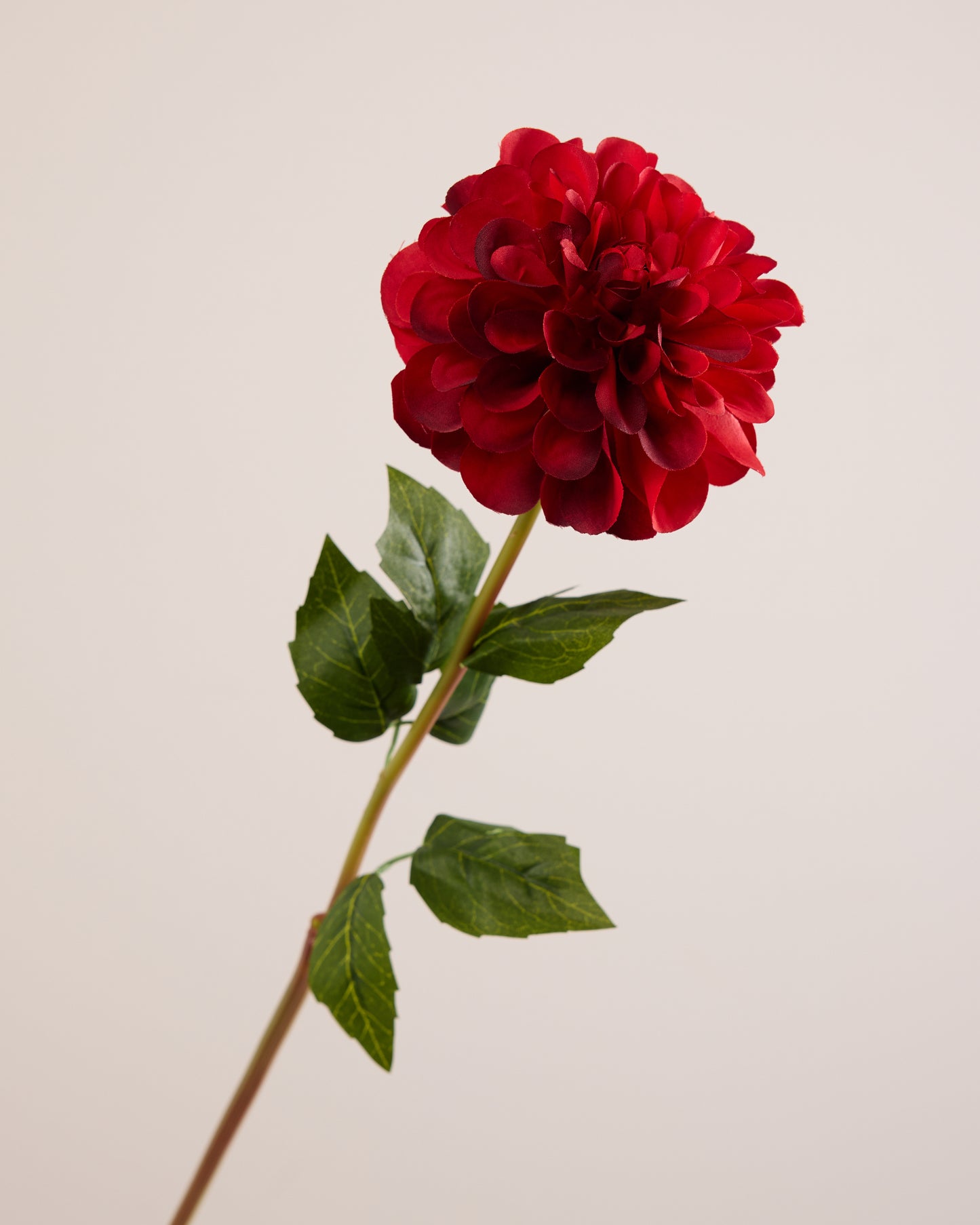 SINGLE DAHLIA IN RED