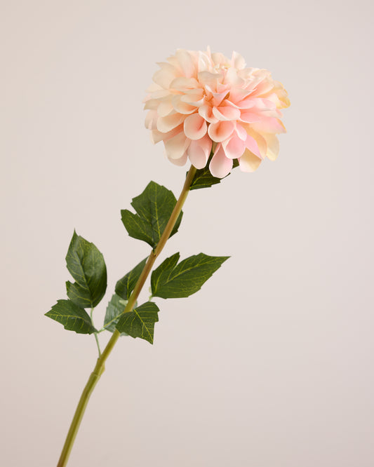 SINGLE DAHLIA IN CREAM AND PINK