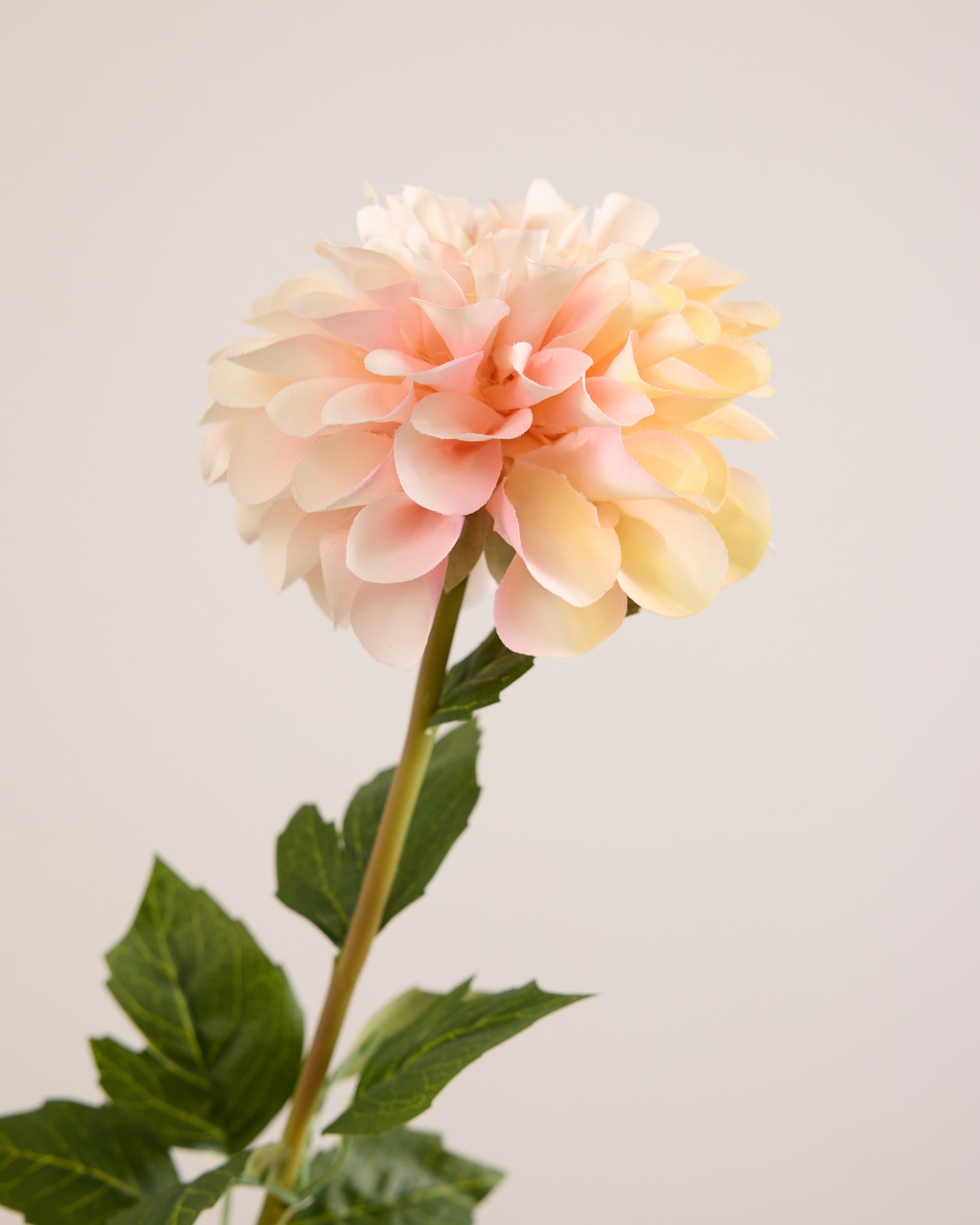 SINGLE DAHLIA IN CREAM AND PINK