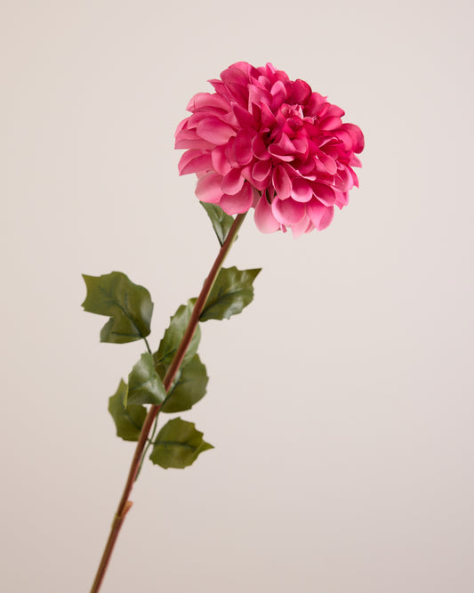 SINGLE DAHLIA IN PINK