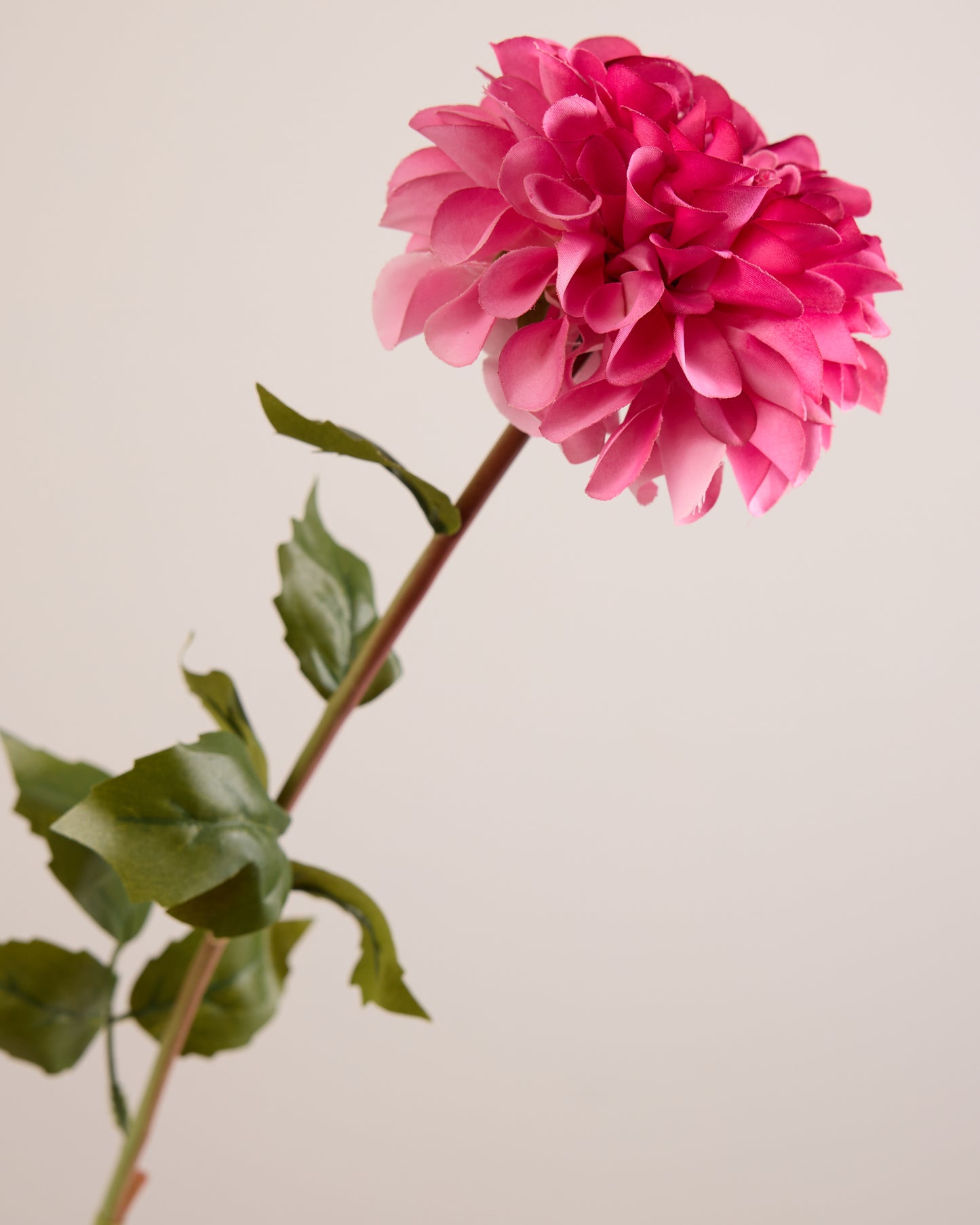 SINGLE DAHLIA IN PINK