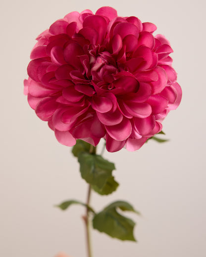 SINGLE DAHLIA IN PINK