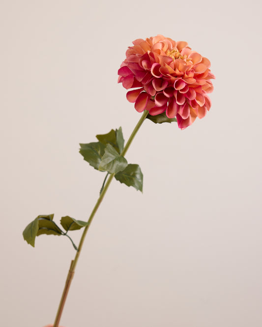SINGLE DAHLIA IN PINK AND ORANGE