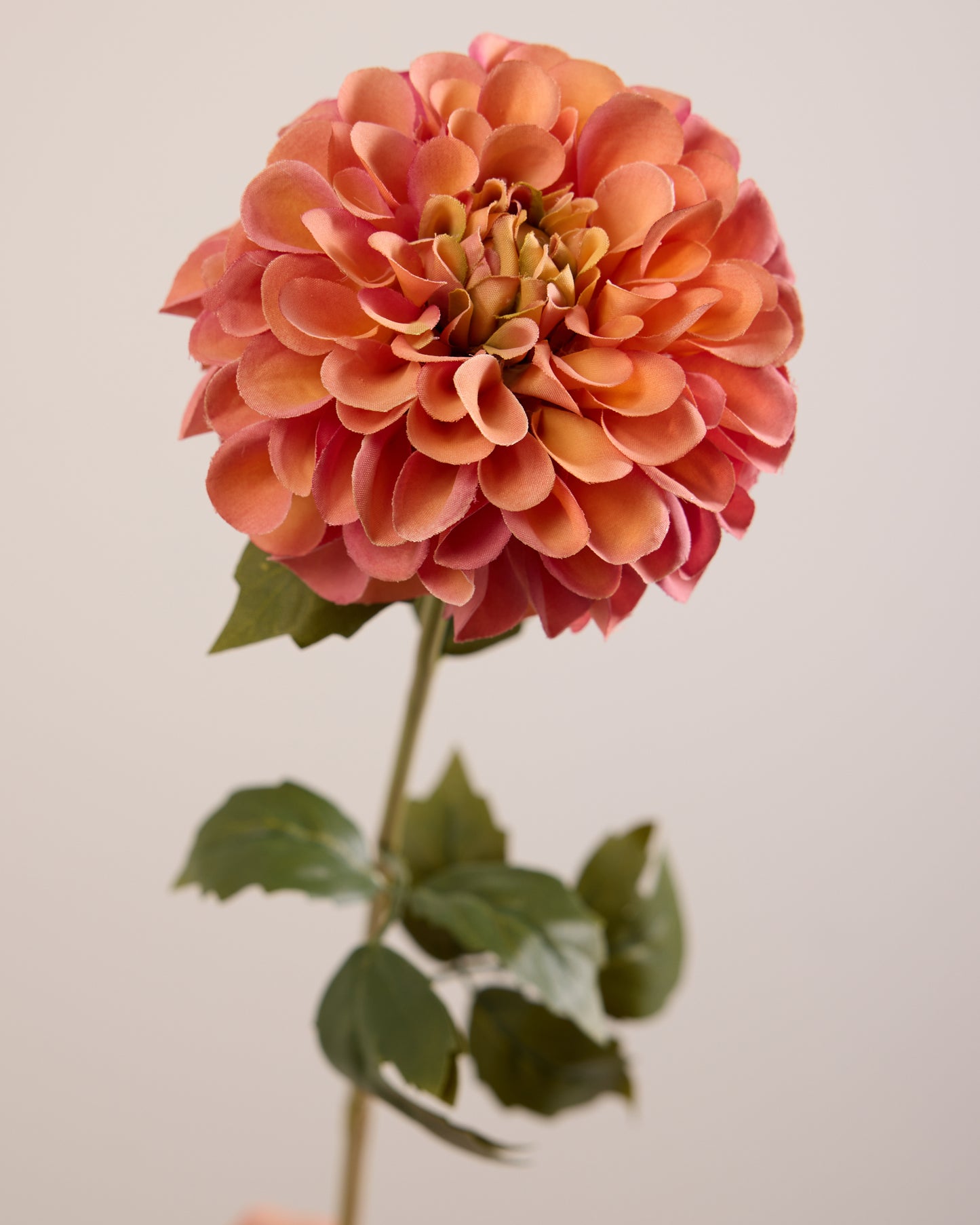 SINGLE DAHLIA IN PINK AND ORANGE