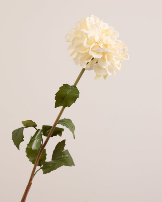 SINGLE DAHLIA IN WHITE
